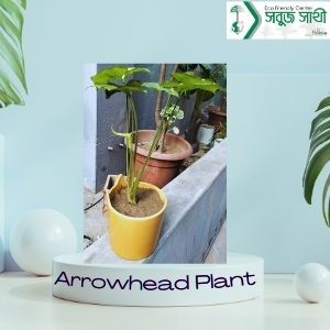 Arrowhead Plant